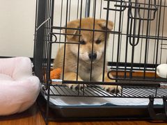 -1013 PET SHOP精品宠物商店(丁香店)