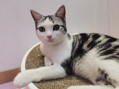 -爪爪喵星球·猫舍(前海卓越店)