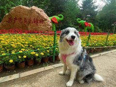 -长白岛森林公园