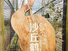 -盐城丹顶鹤湿地生态旅游区