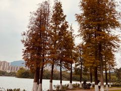 -飞来湖湿地公园