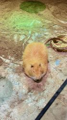 点击看大图 -宝燕乐园(闵行旗舰店)