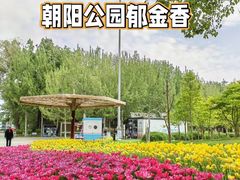 -朝阳公园
