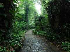 -莫里热带雨林景区