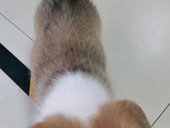 -宠福鑫康馨动物医院·骨科·眼科