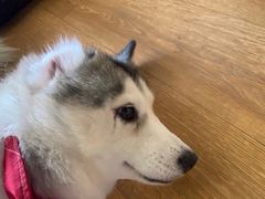 -Husky Go! 哈士奇体验馆·宠物咖啡厅狗咖