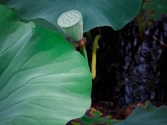 -羊亭河湿地公园