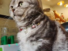 -海边的猫和咖啡馆
