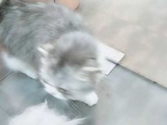 -PETKIT小佩宠物(古北店)