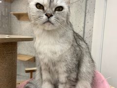 -喵园·猫主题咖啡厅·撸猫·猫咖(国贸店)