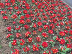 -艾溪湖湿地公园