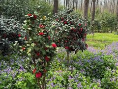 -合肥滨湖国家森林公园