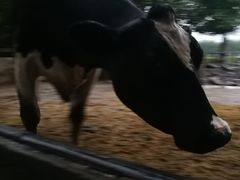 -瑞穗牧场