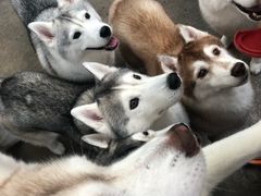 -TrueLove @ Neverland (Husky Cafe)