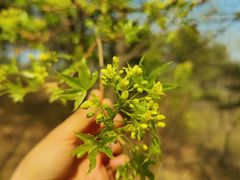 -北京西山国家森林公园