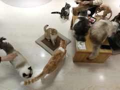 -猫和宫(六道口店)
