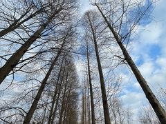 -上海滨江森林公园