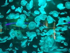-江和美海洋公园