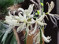 -杭州植物园