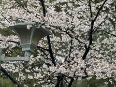 -蠡湖中央公园