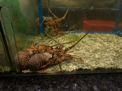 -Isla Sugbu Seafood City