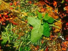 招牌鱼-杨记隆府(南坪店)