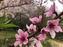 -苏州上方山国家森林公园