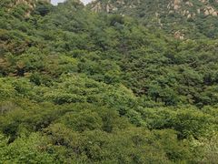 -大岭沟猕猴桃谷风景区