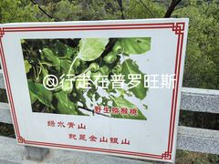 -大岭沟猕猴桃谷风景区