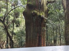 -天目山大树王景区