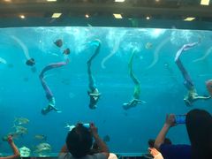 -瑞德姆美人鱼海底演艺主题餐厅(亚龙湾店)