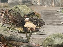 -都江堰中华大熊猫苑