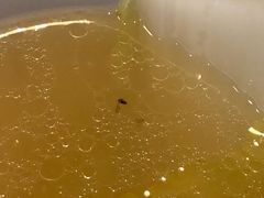 -东椰·海南椰子鸡火锅(朝阳门店)