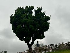 -船歌·鱼水饺青岛菜(石老人店)