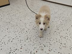 -瑞派康怡24h宠物医院·犬猫医疗中心·微创绝育(瑞景分院)