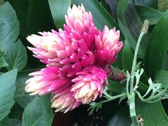 -上海鲜花港