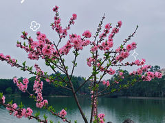 -西湖公园(鼓楼区)