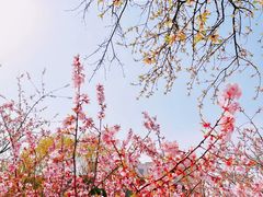 -桃花堤公园