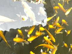-觀芷隐轩