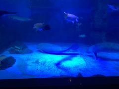 -烟台海昌鲸鲨海洋公园