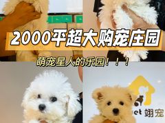 -翊宠yipet猫狗购宠庄园犬舍•猫舍