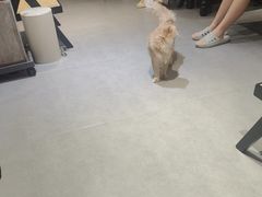-琪喵猫屋·撸猫猫咖·猫舍