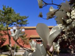 -北京市劳动人民文化宫(太庙)