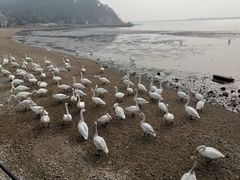 -烟墩角天鹅湖
