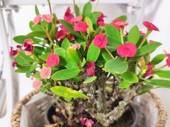 -燕郊烧鸽子(酷车小镇店)