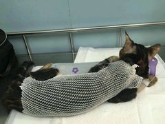 -中农大我爱我爱24h动物医院·中医针灸·猫专科·骨科医疗中心(双井店)