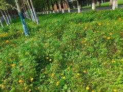 -黄海国家森林公园