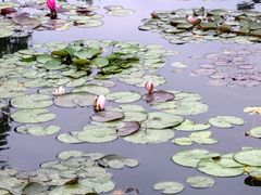 -莲花池公园