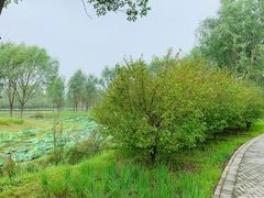 -东郊湿地公园