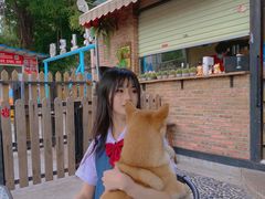 -柴犬高等学院·狗咖·柴犬售卖·宠物训练